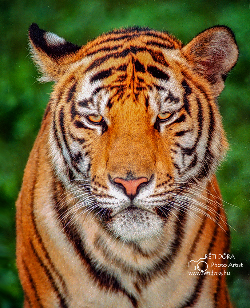 Analóg technikával, színes negatív filmre készült fotó egy kölyök tigrisről.